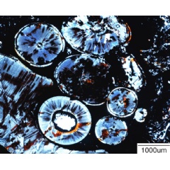 A thin-section image zooms in on the fossil odontomas. Each looks like a miniature tooth. Credit: Megan Whitney