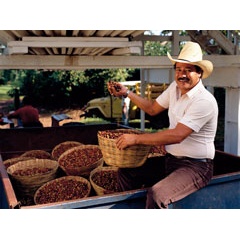 Biostimulants like Bayfolan from Bayer used in sustainable coffee cultivation increase yield and marketable quality.