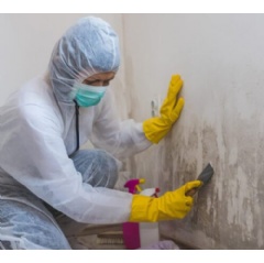 Professional Mold Removal