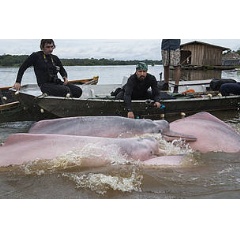 Freshwater dolphins being rounded up during tagging operation in Bolivia.   Jaime Rojo / WWF-UK