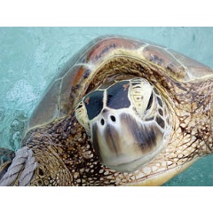 Green turtle.  WWF-Aus / Christine Hof