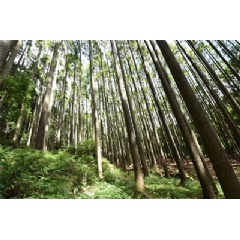 Japanese cedar in Mitsuis forest