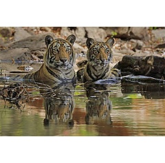 Bengal tiger (Panthera tigris) female T19 Krishna with juvenile in water, Ranthambhore, India
 naturepl.com / Andy Rouse /WWF