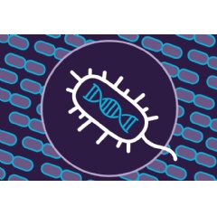 Caption:Researchers at MIT, the Broad Institute, and the National Institutes of Health have developed a new search algorithm that has identified 188 kinds of new rare CRISPR systems in bacterial genomes.
Credits:Image: Broad Institute