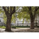 Tom Stuart-Smith to create a new garden for Tate Britain in partnership with the RHS