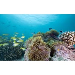 Coral reef in the reserve / Image credit: Tom Ashton