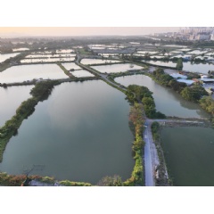 Views of the proposed area for the future Sam Po Shue Wetland Conservation Park