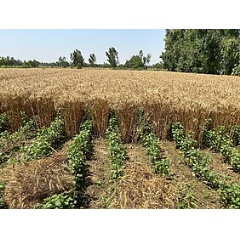 Sustainable mint field in India