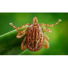 A new EEID-funded project at at Old Dominion University will study tick-borne Rickettisial pathogens.

Credit: James Gathany