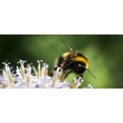 Flowers feed many insects like this bee National Trust Images / John Millar