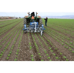 The robotic weeder goes between the crop rows. The rows must be very straight and precise for the weeder to properly do its job. Photo credit Steven Fennimore.