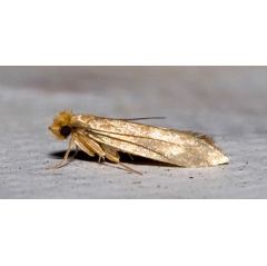 Adult Clothes Moth (Tineola bisselliella) |  Historyonics