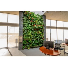 A lush, colorful living wall brightens the days of customers and employees alike at Subaru Pacific Dealership (Hawthorne, CA). Image Credit: LiveWall.