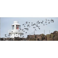 A flock of seabirds fly past the Victorian lighthouse on Inner Farne |  National Trust Images/Paul Harris