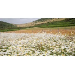 Rare grassland full of oxeye daisies and wildflowers blooms at Woolacombe, north Devon |  National Trust Images/James Dobson