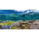 Reef-World Launches New Toolkit In Response To The Current Global Coral Bleaching Event