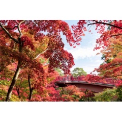 Yahiko Park in Niigata Prefecture  JNTO