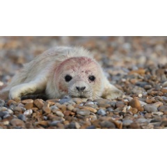 The first seal pups of the season have been born at Orford Ness in Suffolk |  National Trust/Ollie Page