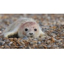 First grey seal pup of 2024 is born at Orford Ness