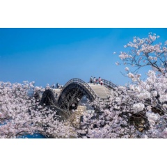 Kintaikyo Bridge  JNTO