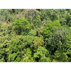 Aerial view of a tropical forest in Laos with typical dense vegetation and biodiversity. These forests are under pressure from deforestation and land-use changes.
Photo: GIZ/ Marius Knickenberg