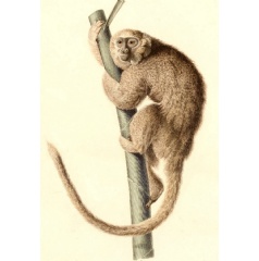 An artists sketch of the monkey Callicebus donacophilus, a living species closely related to X. mcgregori. Credit: Alcide Dessalines dOrbigny (Voyage dans lAmrique mridionale), via Wikimedia Commons