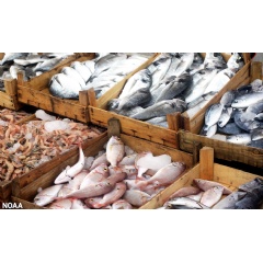 Seafood displayed in a market. (Shutterstock)