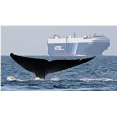 
The combination of high cargo ship traffic, feeding areas and migratory whale routes result in a marked increased risk of ship strikes to whales that can result in serious injury or death to whales. (John Calambokidis/Cascadia)
