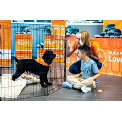 In 2022, Subaru and participating retailers helped over 47,000 shelter pets find loving homes during Subaru Loves Pets month. Additionally, the automaker hosted pet adoption events at 36 auto shows nationwide, supporting 72 local pet organizations.