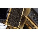 Honey, Theyre Home! Four Seasons Resort and Residences Whistler Introduces 16 Beehives for the Environment, Education and Enjoyment